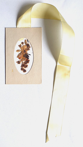 Dried pressed flowers yellow - dried,